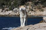 AKITA INU 327